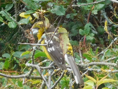 Pheucticus aureoventris