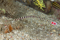 Dunckerocampus dactyliophorus