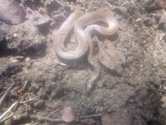 Haldea striatula