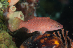 Cheeklined Wrasse photo 1
