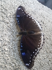 Hypolimnas bolina