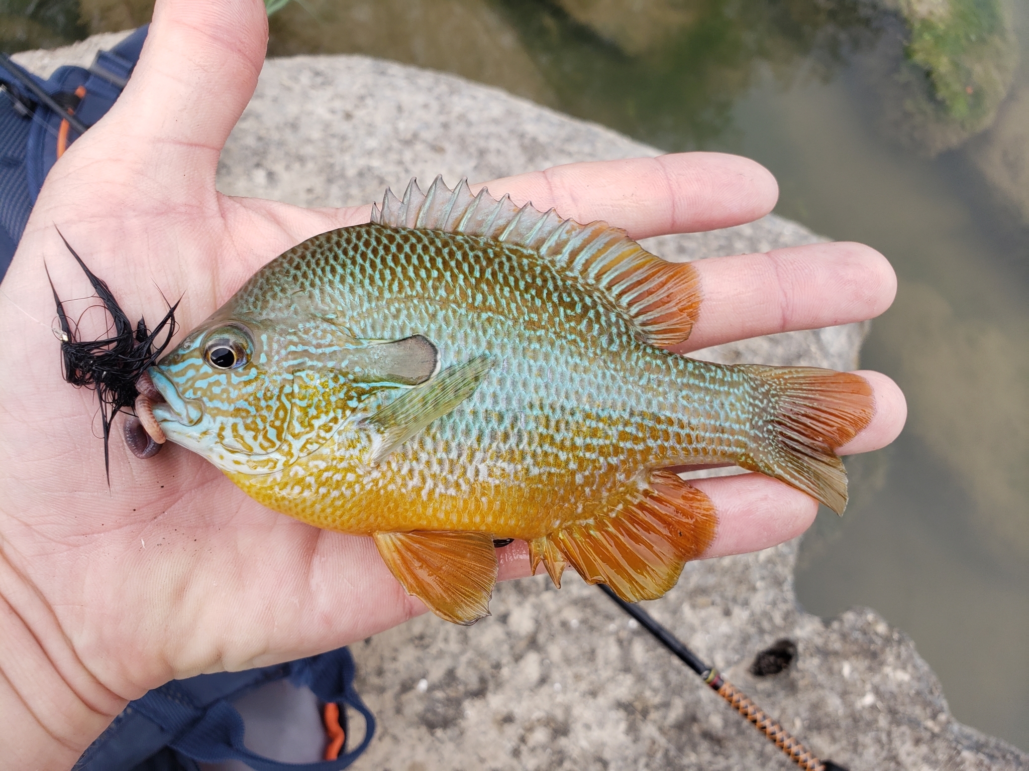 Rio Grande Longear Sunfish (Lepomis aquilensis) · iNaturalist United Kingdom