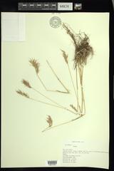 Poa bulbosa vivipara