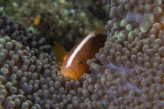 Amphiprion sandaracinos