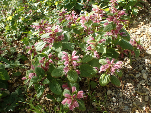 Velika mrtva kopriva (Lamium orvala)