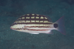 Lutjanus decussatus