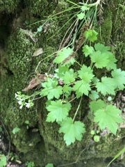 Boykinia occidentalis