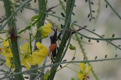 Acanthocephala thomasi