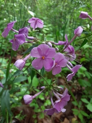 Phlox carolina