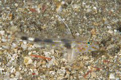 Fusigobius inframaculatus