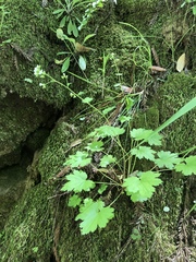 Boykinia occidentalis