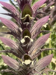 Acanthus syriacus