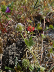 Trifolium microcephalum