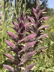 Acanthus syriacus