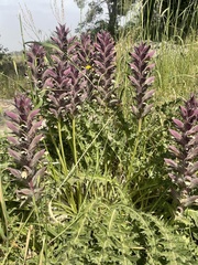 Acanthus syriacus