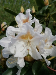 Rhododendron catawbiense