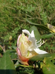 Rhododendron catawbiense