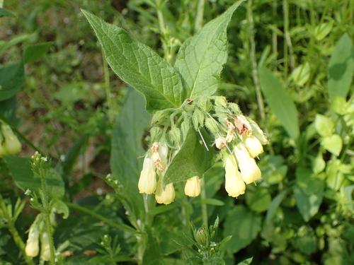 kostihoj hľuznatý (Symphytum tuberosum)