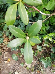 Rhododendron catawbiense