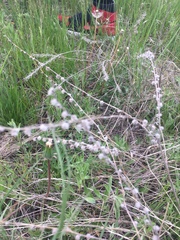 Cynoglossum officinale