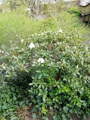 Rhododendron catawbiense