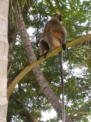 Semnopithecus hypoleucos