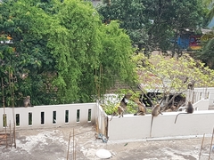 Semnopithecus hypoleucos