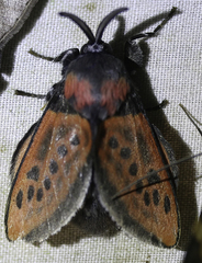 Edebessa nigropuncta