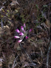 Allium peninsulare
