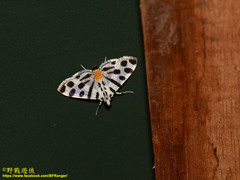 Pycnarmon jaguaralis