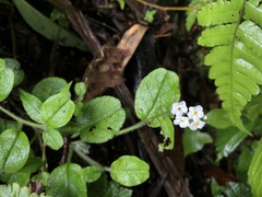 Trigonotis formosana elevatovenosa