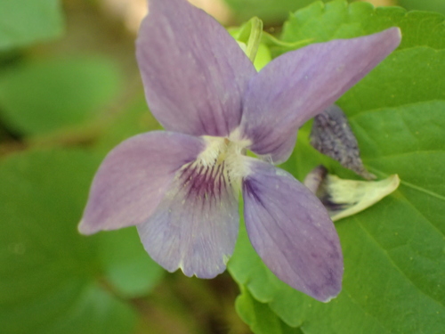 fialka lesná (Viola reichenbachiana)