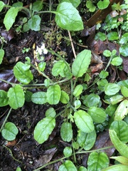 Trigonotis formosana elevatovenosa