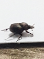 Onthophagini