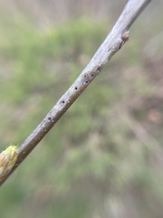 Callirhytis medularis