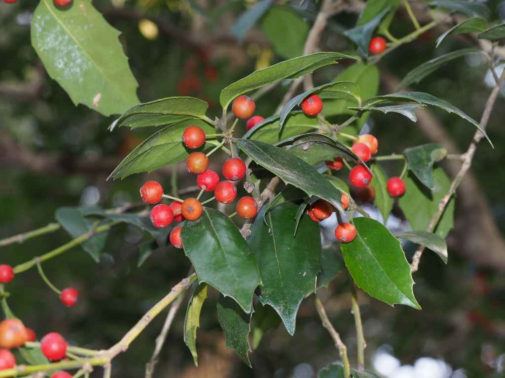 Ilex zhejiangensis