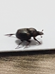 Onthophagini