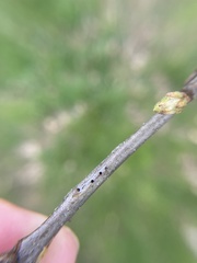 Callirhytis medularis