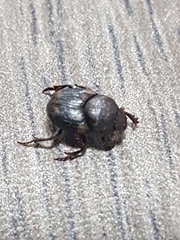 Onthophagini