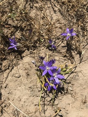 Brodiaea jolonensis