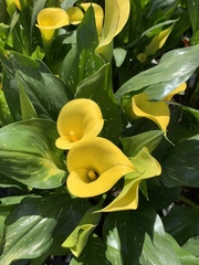 Zantedeschia elliottiana