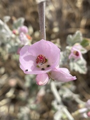 Malacothamnus hallii
