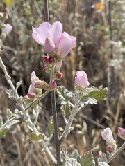 Malacothamnus hallii