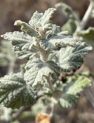 Malacothamnus hallii