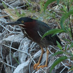 Butorides virescens