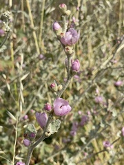 Malacothamnus hallii