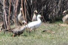 Anser caerulescens × rossii