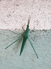 Acrida