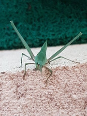 Acrida