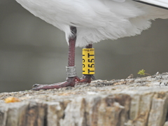 Chroicocephalus ridibundus